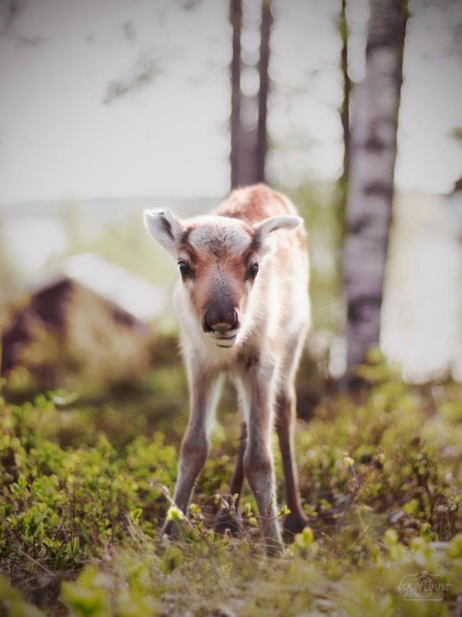 Willa Beautiful Rural Experience With Reindeer Tervola Zewnętrze zdjęcie