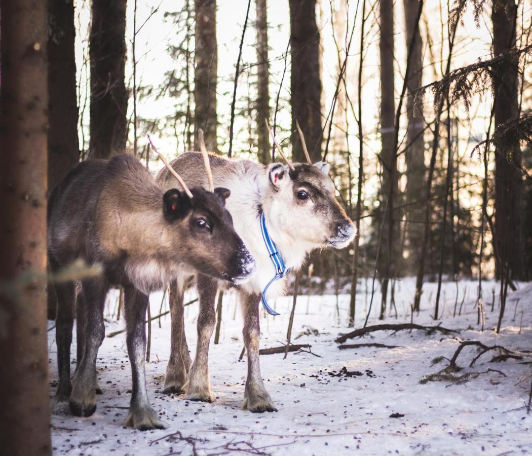 Willa Beautiful Rural Experience With Reindeer Tervola Zewnętrze zdjęcie