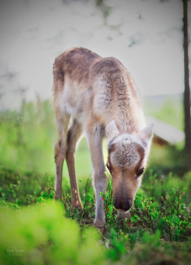 Willa Beautiful Rural Experience With Reindeer Tervola Zewnętrze zdjęcie